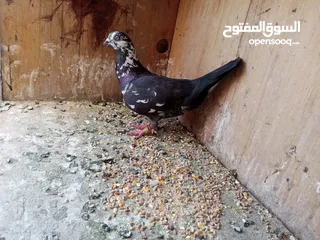  10 حمام للبيع