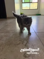  15 سكوتش فولد kitten