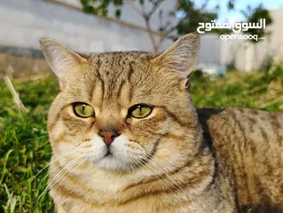  1 موجود ذكر سكوتش عمره سنه وشوي وطالب تزاوج مطلوب انثى لي تزاوج في جرش بدون مقابل مش للبيع او لتبني