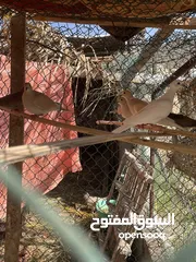  2 حمام عفاد لي لبيع