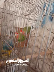  4 جوز كوكتيل شغال  100/100 السعر النهائى 30 دينار ببيض اربعه وبفقسن اربعه