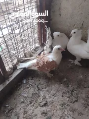  27 ماشاءالله متاح موجودات طبربور