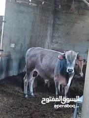  2 ابقار محلية  3ذكور  3أنات