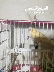  2 مخاليف كنار