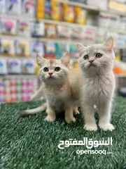  1 قطط سيلفر العمر 60 يوم بسعري مغري جدا
