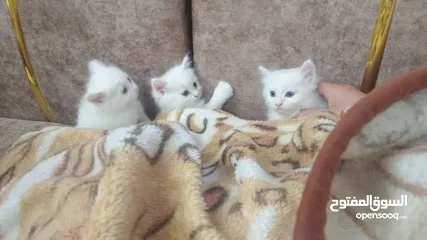  3 قطط هملايا كتن للبيع