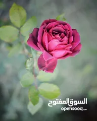  4 كاميرا نيكون d5200 nikon مع عدسة  nikkor 50mm