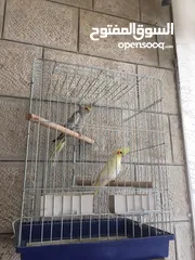  3 ببغاء كوكتيل اليف