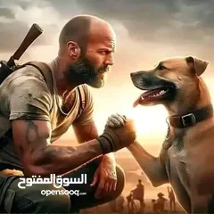  1 كلب جيرمن شرس حراسه ضخم يوجد فيديو للكلب