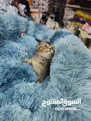  6 انثى سكوتش فولد جولدن ny24 هالي مستوردة