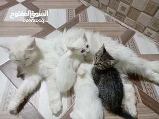  8 قطة شيرازيه مع أبنائها عمرهم شهر ونصف