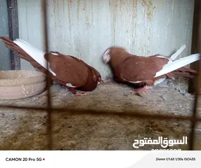  8 للبيع جواز منتجة