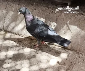  2 حمام طيب للبيع