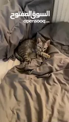  3 قط للتبني بريتيش شورت هير