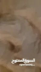  26 ستائر زيبرا تركية