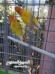  3 جوزين فيشر و روز الأسعار في الأسفل