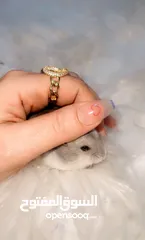  1 Baby Hamster female one month,7days