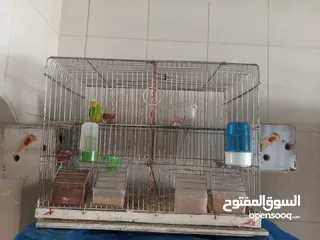  2 طيور حب للبيع