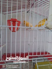  3 ذكرين كنار