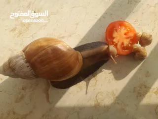  3 حلزون افريقي العملاق ضخم جداً