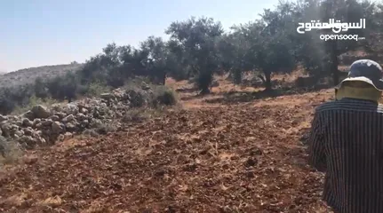  7 أرض للبيع جميلة ومليئة بأشجار الزيتون
