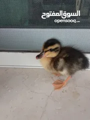  5 بطة صغيره مدجنه للبيع مثاليه للتربية و الهواية صحتها ممتازه و نظامها الغذائي الصحي و متوازن متو