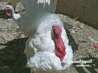  2 ديك رومي حبش تربية بيت