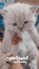  1 بيع قطط برتش