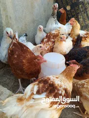  9 افراخ الوهمان عمر ثلث شهور وقريب ع اربعه للبيع يلي بدو يتصل
