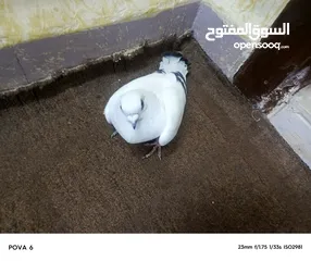  7 حمام للبيع بسعر مناسب قابل للتفاوض في عمان أو اربد للي حاب يتواصل معي وما بقصر نوع شفر