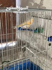  10 جوز كنار للبيع
