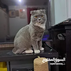  3 Scottish fold