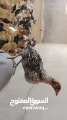  2 صيصان بلدي عمر شهر ونص
