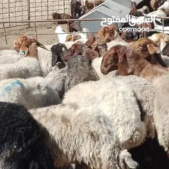  1 صباحي جديان خرفان نعاج وثنايا نخب النخب