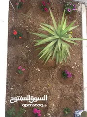  21 شقة فارغة للإيجار بالقرب من دوار إقراء - شبه ارضي مهويه جيدا - من المالك مباشرة