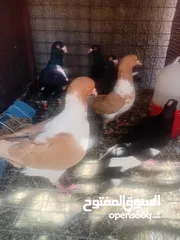  2 جواز حمام للبيع او بدل