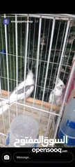  6 كوكتيل ابيض