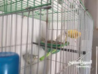  4 جوز كنار للبيع