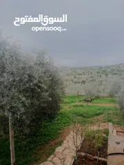 11 منزل على قطعة أرض 2 دونوم ، لمعرفة السعر الرجاء التواصل على الرقم في الوصف