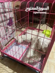  3 كلب زينه   بعمر ال 8 اشهر هادء جداااااا