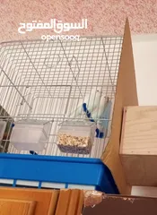  1 جوزين حب البينو جوز ابيض وجوز اصفر وابيض