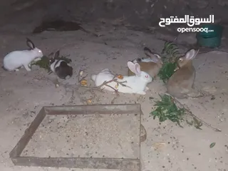  4 خمس اناثي وذكر شغالات للبيع  بسعر مناسب