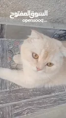  8 قطط سكوتش فولد للبيع اقرأ الوصف