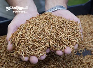  2 دود قبابي حي Live mealworms