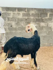  1 حلال نجدي بيور صنف ومعرف