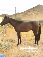  3 فرس عمرها ثلاث سنوات