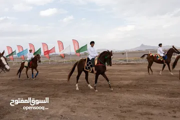  3 خيل عربي اصيل (سباق)