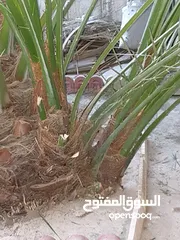  2 افراخ نخل برحي للبيع