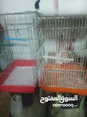 4 بسم الله ما شاء الله طيور كامل للبيع البيع كامل اقرا الوصف جيدا