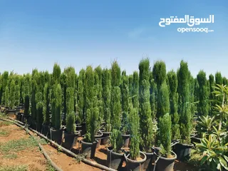  3 سرو توتم إيطالي الأصلي
